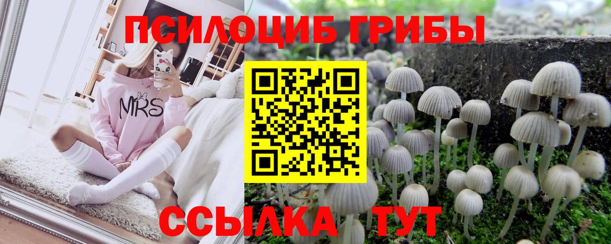 Борисоглебск  Псилоцибиновые грибы Psilocybine cubensis  Вход с VPN 
